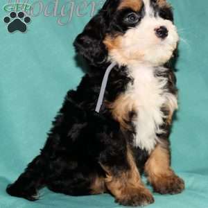 Rodger, Bernedoodle Puppy