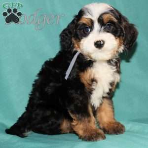 Rodger, Bernedoodle Puppy