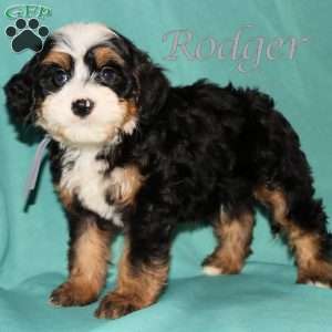 Rodger, Bernedoodle Puppy
