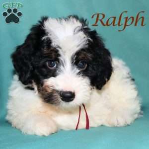 Ralph, Bernedoodle Puppy