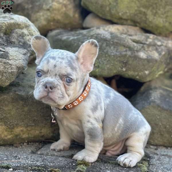 Asher, French Bulldog Puppy