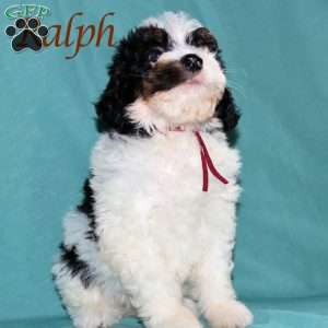 Ralph, Bernedoodle Puppy