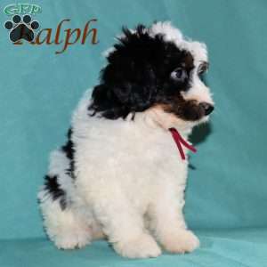 Ralph, Bernedoodle Puppy