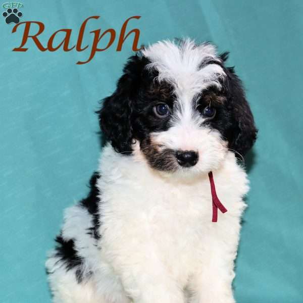 Ralph, Bernedoodle Puppy