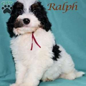 Ralph, Bernedoodle Puppy