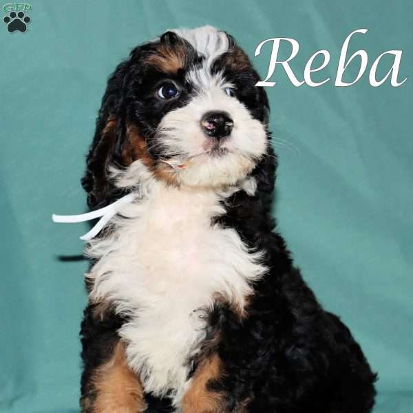 Reba, Bernedoodle Puppy