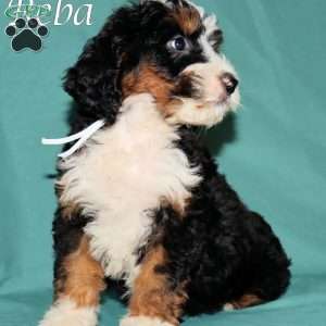 Reba, Bernedoodle Puppy