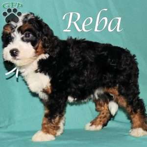 Reba, Bernedoodle Puppy