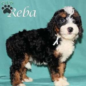 Reba, Bernedoodle Puppy
