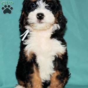 Reba, Bernedoodle Puppy