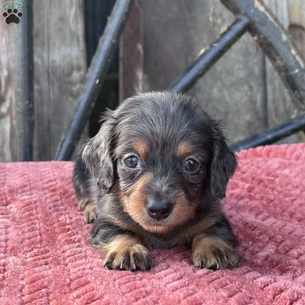 Miko, Dachshund Puppy