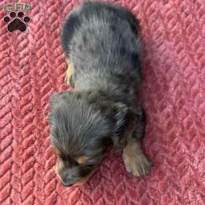 Miko, Dachshund Puppy