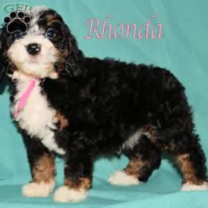 Rhonda, Bernedoodle Puppy
