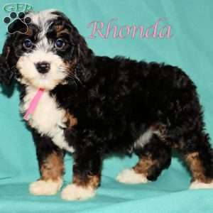 Rhonda, Bernedoodle Puppy