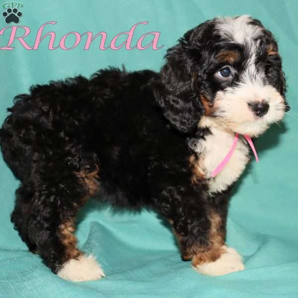 Rhonda, Bernedoodle Puppy