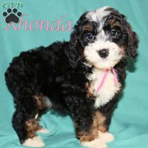 Rhonda, Bernedoodle Puppy