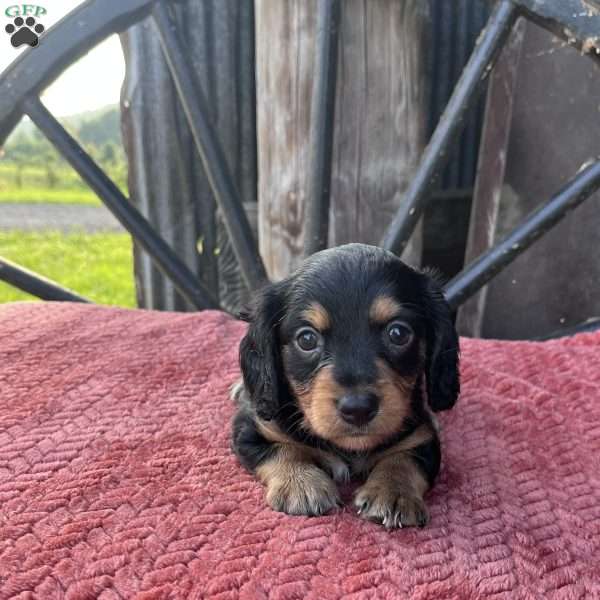 Milo, Dachshund Puppy