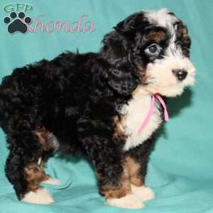 Rhonda, Bernedoodle Puppy