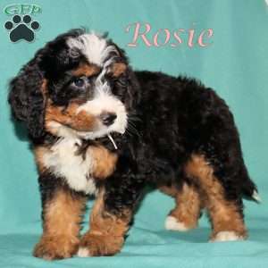Rosie, Bernedoodle Puppy