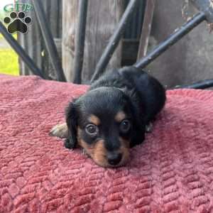 Milo, Dachshund Puppy