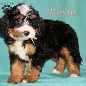 Rosie, Bernedoodle Puppy
