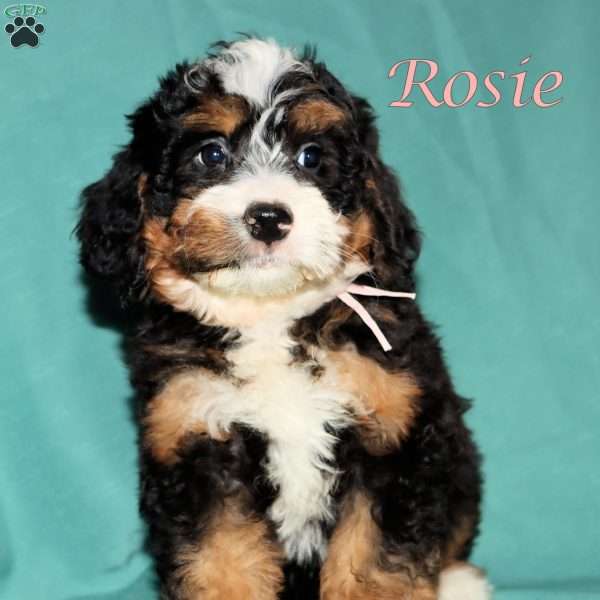 Rosie, Bernedoodle Puppy