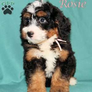 Rosie, Bernedoodle Puppy