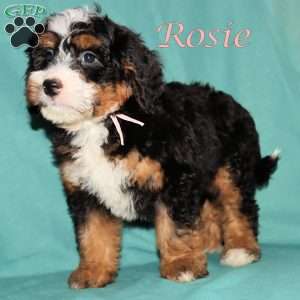 Rosie, Bernedoodle Puppy