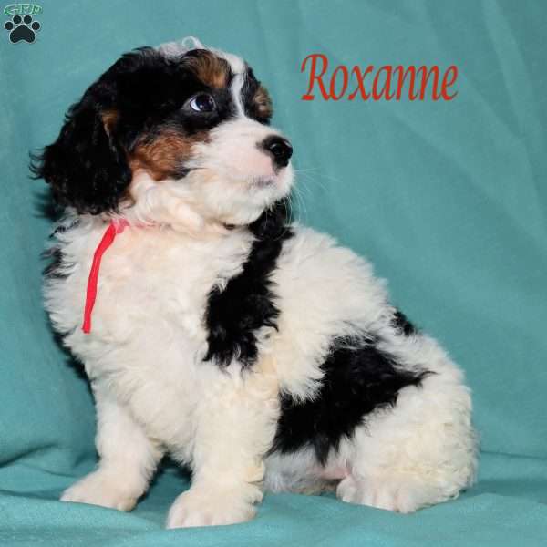Roxann, Bernedoodle Puppy