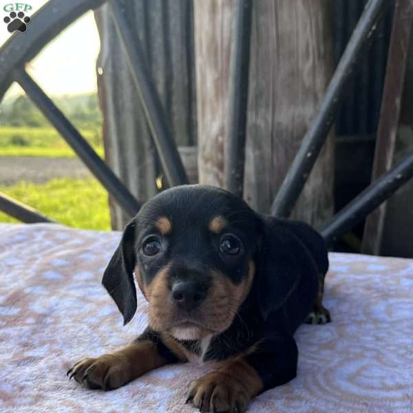 Mika, Dachshund Puppy