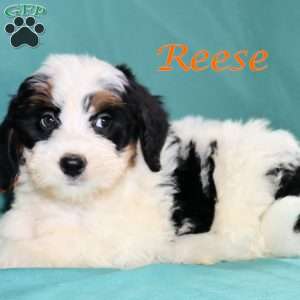 Reese, Bernedoodle Puppy
