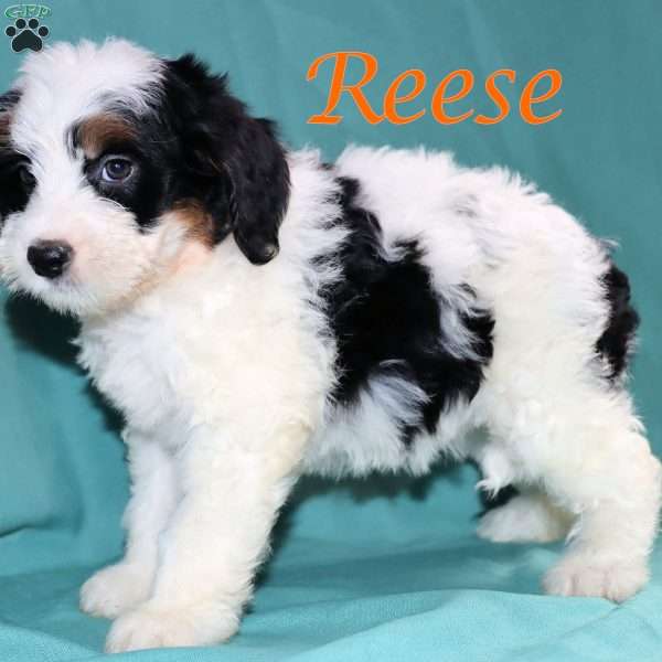 Reese, Bernedoodle Puppy