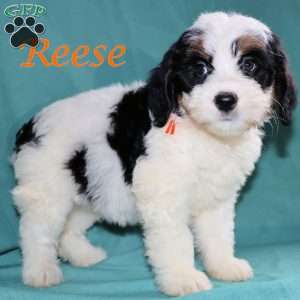 Reese, Bernedoodle Puppy