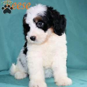Reese, Bernedoodle Puppy
