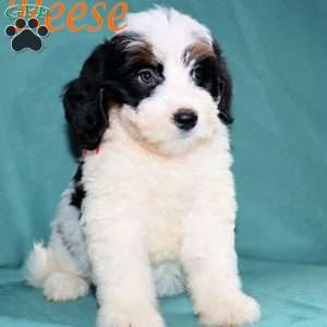 Reese, Bernedoodle Puppy