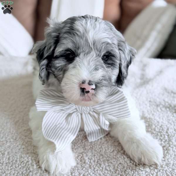 Cottontail, Mini Goldendoodle Puppy