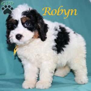 Robyn, Bernedoodle Puppy