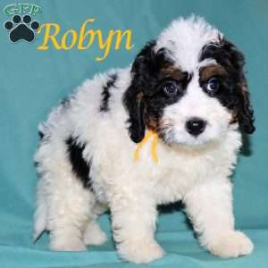 Robyn, Bernedoodle Puppy