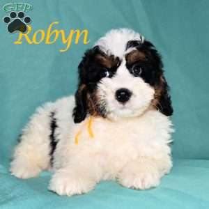 Robyn, Bernedoodle Puppy