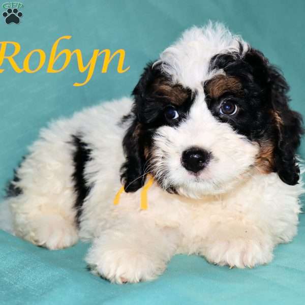 Robyn, Bernedoodle Puppy