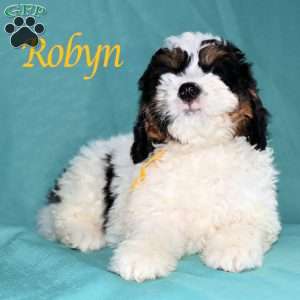 Robyn, Bernedoodle Puppy