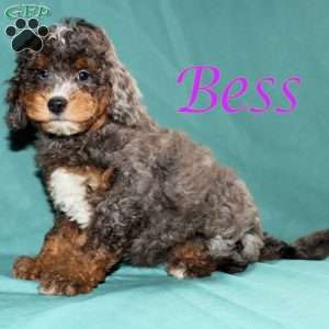 Bess, Bernedoodle Puppy