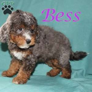 Bess, Bernedoodle Puppy
