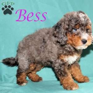 Bess, Bernedoodle Puppy