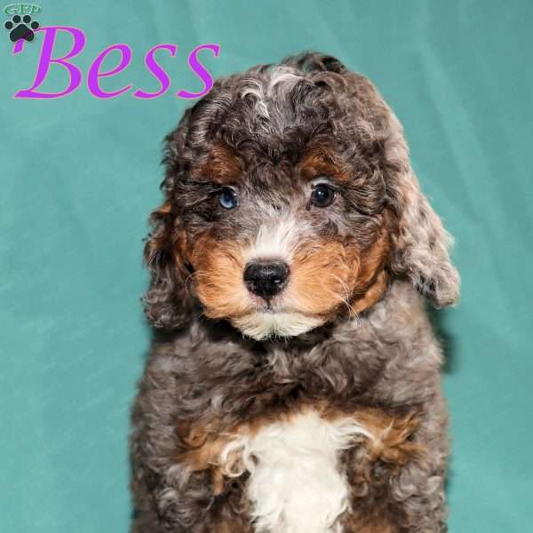 Bess, Bernedoodle Puppy