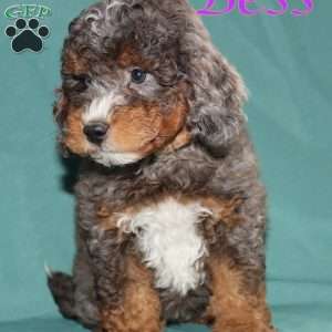 Bess, Bernedoodle Puppy
