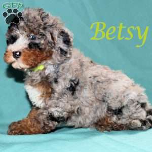 Betsy, Bernedoodle Puppy