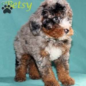 Betsy, Bernedoodle Puppy