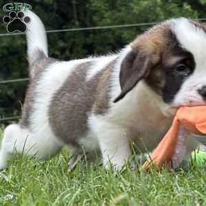 Boxer, Saint Bernard Puppy