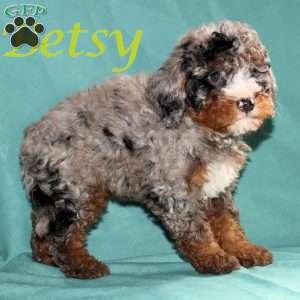 Betsy, Bernedoodle Puppy